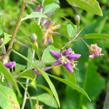 цветок дерезы